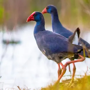 https://casa-de-los-pajaros.es-andalucia.com